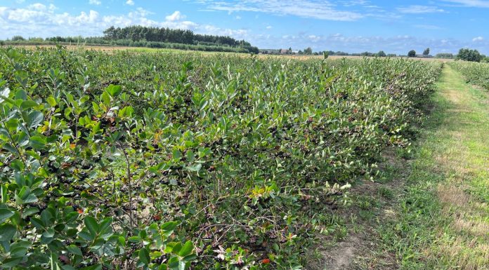 Ogólnopolskie dni otwarte na plantacjach aronii już za trzy tygodnie