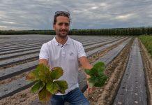 Jakie zabiegi warto wykonać na plantacjach truskawek w sierpniu?