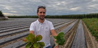 Jakie zabiegi warto wykonać na plantacjach truskawek w sierpniu?