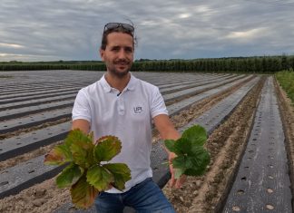 Jakie zabiegi warto wykonać na plantacjach truskawek w sierpniu?