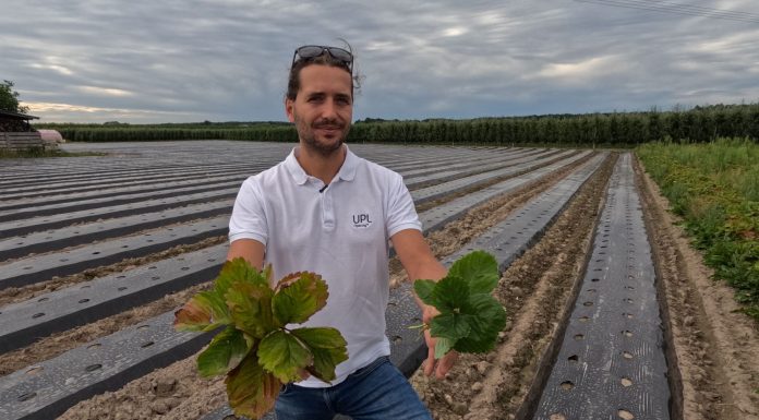 Jakie zabiegi warto wykonać na plantacjach truskawek w sierpniu?