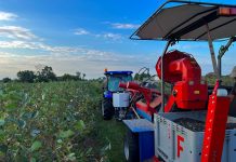 Trwają zbiory aronii – ceny za owoce są niskie i nie rosną