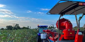 Trwają zbiory aronii – ceny za owoce są niskie i nie rosną