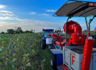 Trwają zbiory aronii – ceny za owoce są niskie i nie rosną