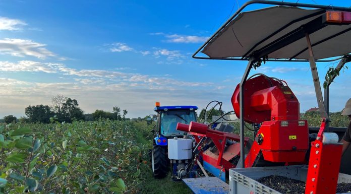 Trwają zbiory aronii – ceny za owoce są niskie i nie rosną