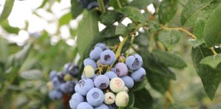 Jagodowi specjaliści w transporcie