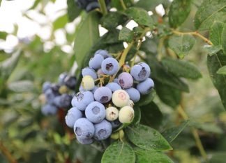 Jagodowi specjaliści w transporcie