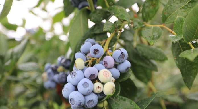 Peru spodziewa się rekordowej ilości eksportu borówki