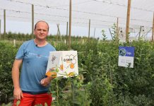 Murarki pomagają w dobrym zapyleniu borówek