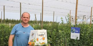 Murarki pomagają w dobrym zapyleniu borówek