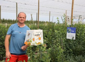 Murarki pomagają w dobrym zapyleniu borówek