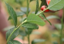 Rak bakteryjny zagraża borówkowym plantacjom – lustracja kwatery w projekcie Borówkowego Factory