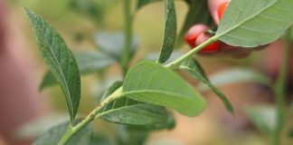 Rak bakteryjny zagraża borówkowym plantacjom – lustracja kwatery w projekcie Borówkowego Factory