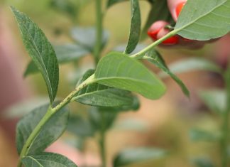 Rak bakteryjny zagraża borówkowym plantacjom – lustracja kwatery w projekcie Borówkowego Factory