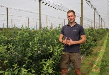 Nawożenie borówek po zbiorze ręcznym i mechanicznym – jest kilka nowych rozwiązań