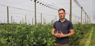 Nawożenie borówek po zbiorze ręcznym i mechanicznym – jest kilka nowych rozwiązań