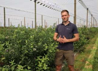 Nawożenie borówek po zbiorze ręcznym i mechanicznym – jest kilka nowych rozwiązań