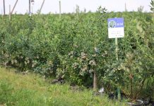 Systemy nawadniania dla borówki dopasowane do technologii uprawy