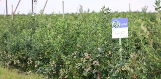 Systemy nawadniania dla borówki dopasowane do technologii uprawy