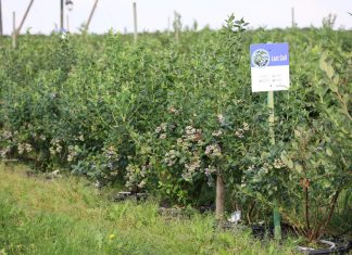 Systemy nawadniania dla borówki dopasowane do technologii uprawy