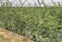 Zadbajmy o dobre odżywienie malin w tunelach przed zimą