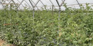 Zadbajmy o dobre odżywienie malin w tunelach przed zimą