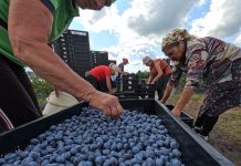 Rynek borówki 2023. Owoców mniej a sezon już się kończy