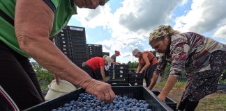 Rynek borówki 2023. Owoców mniej a sezon już się kończy