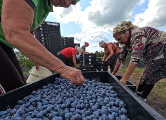 Rynek borówki 2023. Owoców mniej a sezon już się kończy