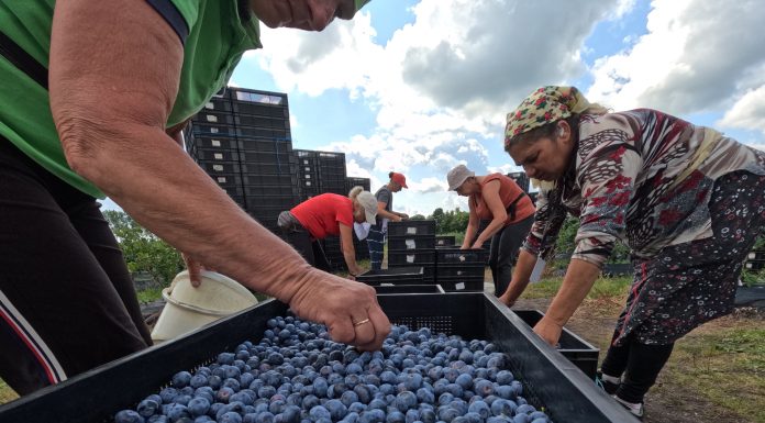 Rynek borówki 2023. Owoców mniej a sezon już się kończy