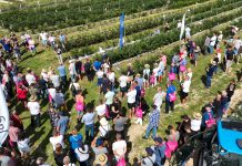 Borówkowe wyzwania – odmiany, technologia, przyszłość