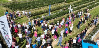 Borówkowe wyzwania – odmiany, technologia, przyszłość