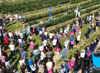 Borówkowe wyzwania – odmiany, technologia, przyszłość