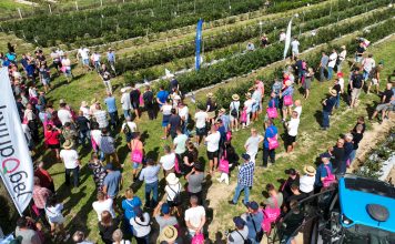 Borówkowe wyzwania – odmiany, technologia, przyszłość