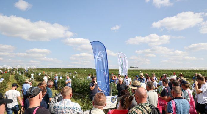 Program Borówkowego Factory 2024. To już 5 edycja!