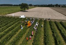 Potrzebne są odmiany malin do kombajnowego zbioru