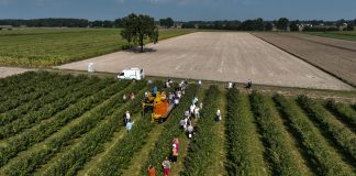 Potrzebne są odmiany malin do kombajnowego zbioru