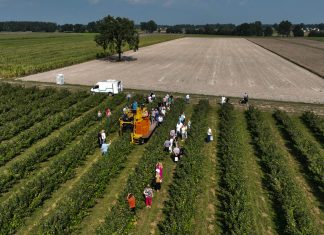 Potrzebne są odmiany malin do kombajnowego zbioru