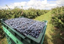 Rekordowe ceny borówek we wrześniu!