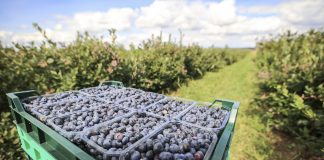 Rekordowe ceny borówek we wrześniu!