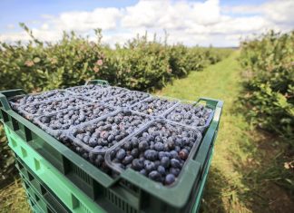 Rekordowe ceny borówek we wrześniu!