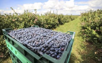 Rekordowe ceny borówek we wrześniu!
