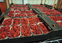 Prognozy cen malin i borówek na Ukrainie