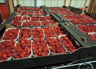 Prognozy cen malin i borówek na Ukrainie