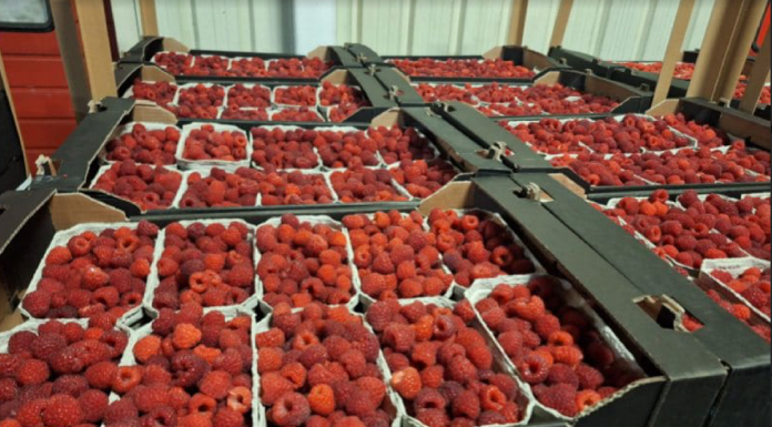 Prognozy cen malin i borówek na Ukrainie