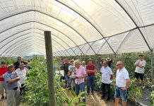 Odmiany malin i koszty tej produkcji