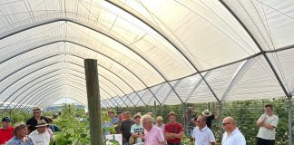 Odmiany malin i koszty tej produkcji