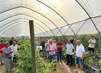 Odmiany malin i koszty tej produkcji