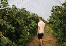 Upraw malin w intensywnej techologii