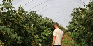 Upraw malin w intensywnej techologii